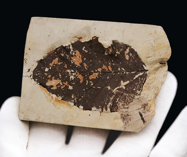 岩手県雫石町産｜本体が炭化し黒く残った、保存状態の極めて良い木の葉の化石（その4）