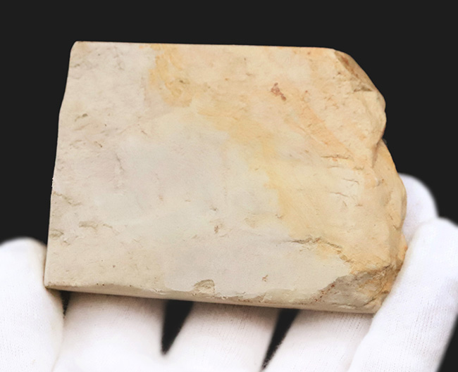 岩手県雫石町産｜本体が炭化し黒く残った、保存状態の極めて良い木の葉の化石（その5）