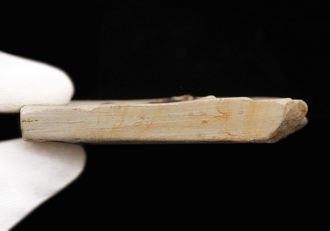 岩手県雫石町産｜本体が炭化し黒く残った、保存状態の極めて良い木の葉の化石（その6）