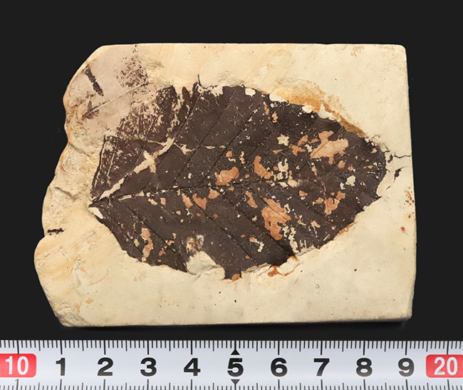 岩手県雫石町産｜本体が炭化し黒く残った、保存状態の極めて良い木の葉の化石（その7）