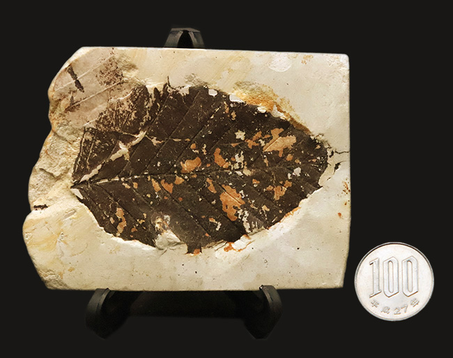 岩手県雫石町産｜本体が炭化し黒く残った、保存状態の極めて良い木の葉の化石（その8）