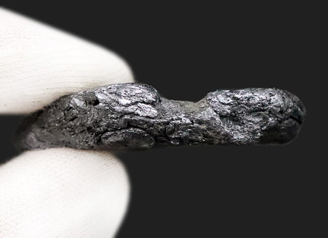 日本の鉱山史の 1 ページを飾る名品。採集年月日【採集年月日：1970年（昭和45年）8月19日】が明確に残る、岐阜県大野郡白川村・平瀬鉱山産モリブデン（輝水鉛鉱）（その6）