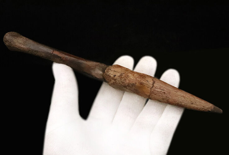 一生もののお宝！オルニトミムス類「指骨と巨大ハンドクロウ」の連結標本……全長19.5cmの圧倒的存在感（その10）