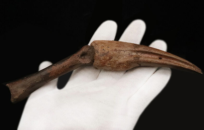 一生もののお宝！オルニトミムス類「指骨と巨大ハンドクロウ」の連結標本……全長19.5cmの圧倒的存在感（その11）