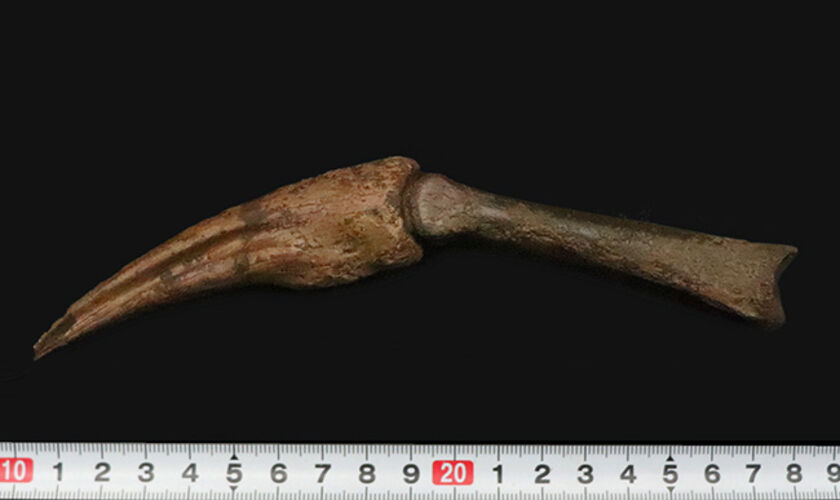 一生もののお宝！オルニトミムス類「指骨と巨大ハンドクロウ」の連結標本……全長19.5cmの圧倒的存在感（その12）