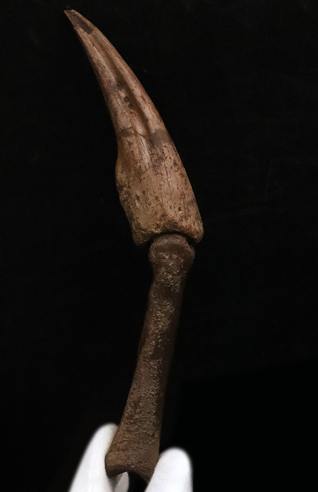 一生もののお宝！オルニトミムス類「指骨と巨大ハンドクロウ」の連結標本……全長19.5cmの圧倒的存在感（その2）