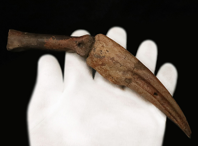 一生もののお宝！オルニトミムス類「指骨と巨大ハンドクロウ」の連結標本……全長19.5cmの圧倒的存在感（その3）