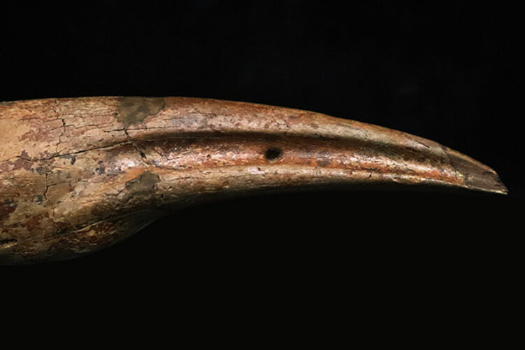 一生もののお宝！オルニトミムス類「指骨と巨大ハンドクロウ」の連結標本……全長19.5cmの圧倒的存在感（その4）