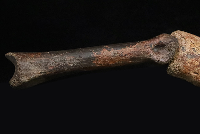 一生もののお宝！オルニトミムス類「指骨と巨大ハンドクロウ」の連結標本……全長19.5cmの圧倒的存在感（その5）
