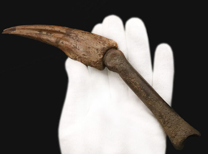 一生もののお宝！オルニトミムス類「指骨と巨大ハンドクロウ」の連結標本……全長19.5cmの圧倒的存在感（その6）