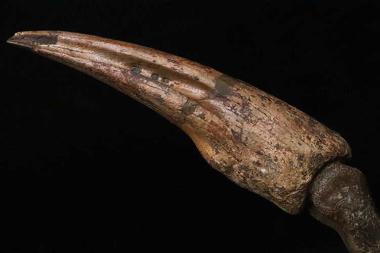 一生もののお宝！オルニトミムス類「指骨と巨大ハンドクロウ」の連結標本……全長19.5cmの圧倒的存在感（その7）