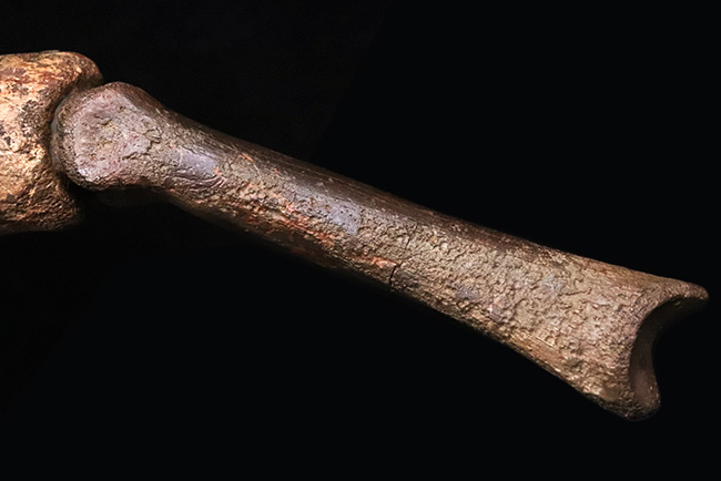 一生もののお宝！オルニトミムス類「指骨と巨大ハンドクロウ」の連結標本……全長19.5cmの圧倒的存在感（その8）