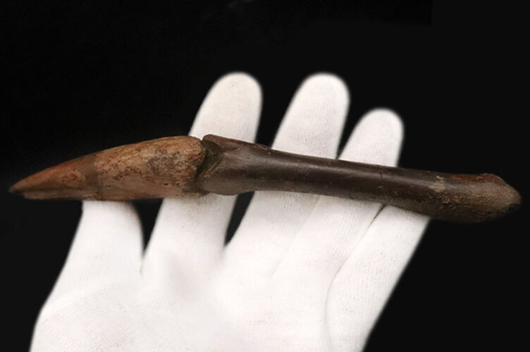 一生もののお宝！オルニトミムス類「指骨と巨大ハンドクロウ」の連結標本……全長19.5cmの圧倒的存在感（その9）