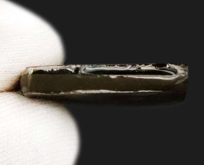 希少な寒色系の輝きを放つ、アンモライト（Ammolite）のピース（その5）