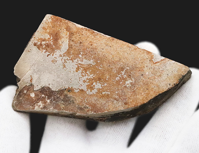 国産化石シリーズ！古塩原湖の湖底に堆積したであろう、約30万年から40万年前の「木の葉」の化石（その4）
