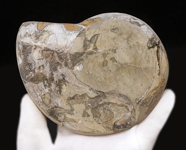 古生代デボン紀の海の主役！ジグザグの縫合線が印象的な、ゴニアタイト（Goniatite）の大判化石（その6）