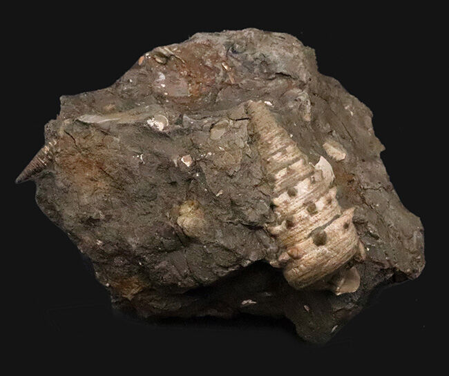 7.5cm級の大型個体！結節（トゲ）の保存状態も抜群！ヤマトビカリア（Vicarya callosa japonica Yabe et Hatai）の母岩付き標本（その1）