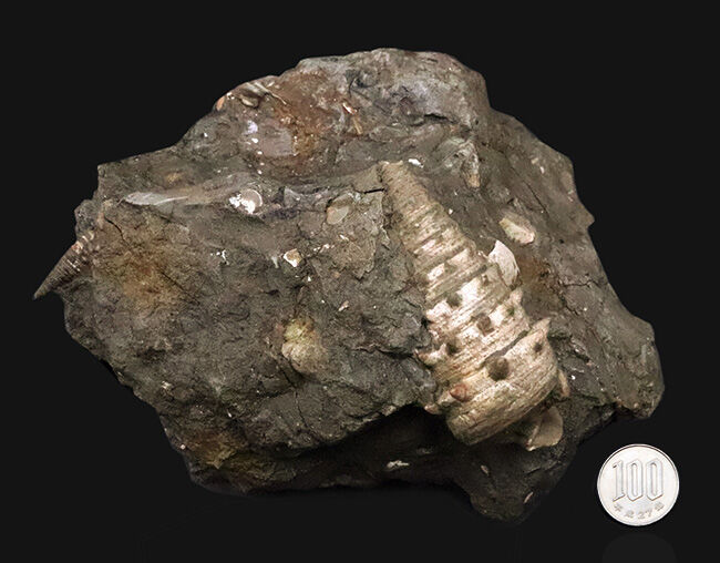 7.5cm級の大型個体！結節（トゲ）の保存状態も抜群！ヤマトビカリア（Vicarya callosa japonica Yabe et Hatai）の母岩付き標本（その10）