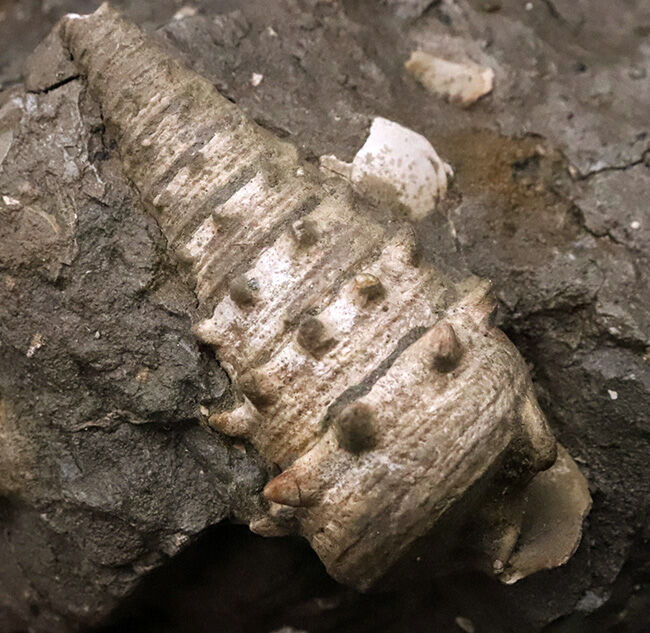 7.5cm級の大型個体！結節（トゲ）の保存状態も抜群！ヤマトビカリア（Vicarya callosa japonica Yabe et Hatai）の母岩付き標本（その2）