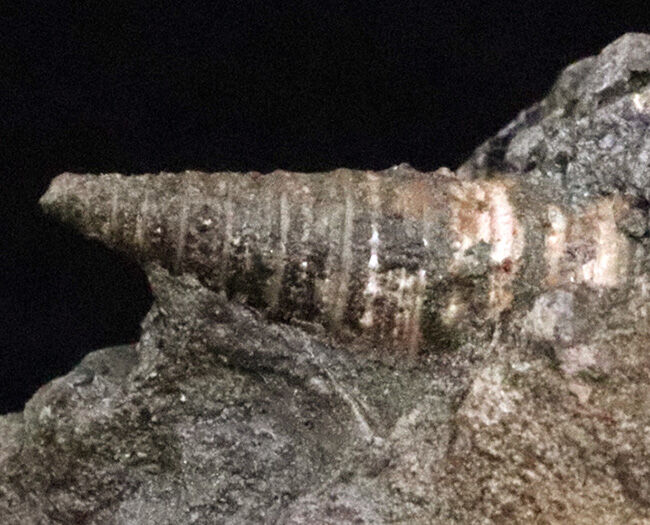 7.5cm級の大型個体！結節（トゲ）の保存状態も抜群！ヤマトビカリア（Vicarya callosa japonica Yabe et Hatai）の母岩付き標本（その3）