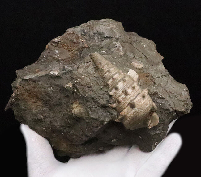7.5cm級の大型個体！結節（トゲ）の保存状態も抜群！ヤマトビカリア（Vicarya callosa japonica Yabe et Hatai）の母岩付き標本（その4）
