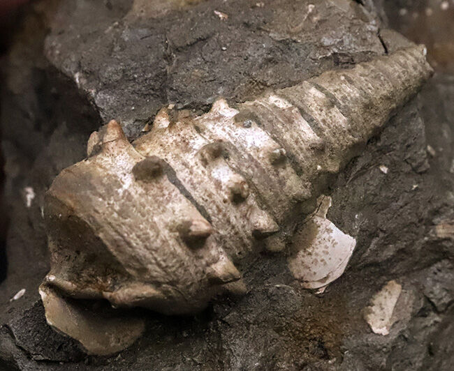 7.5cm級の大型個体！結節（トゲ）の保存状態も抜群！ヤマトビカリア（Vicarya callosa japonica Yabe et Hatai）の母岩付き標本（その5）