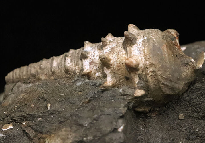 7.5cm級の大型個体！結節（トゲ）の保存状態も抜群！ヤマトビカリア（Vicarya callosa japonica Yabe et Hatai）の母岩付き標本（その6）