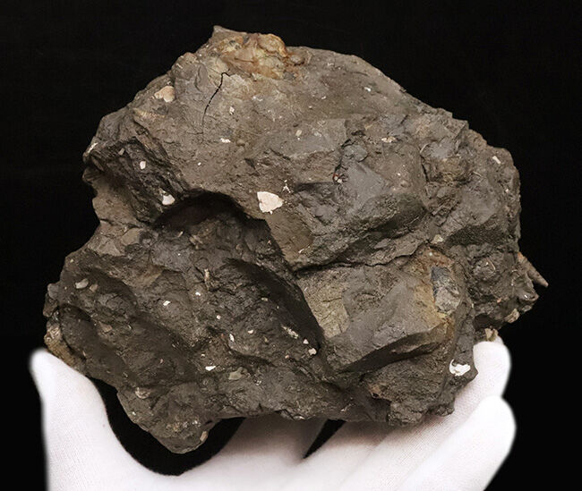 7.5cm級の大型個体！結節（トゲ）の保存状態も抜群！ヤマトビカリア（Vicarya callosa japonica Yabe et Hatai）の母岩付き標本（その7）