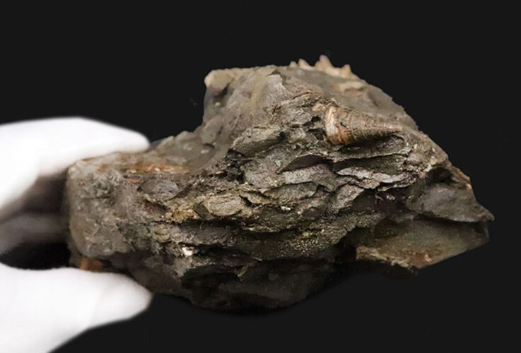 7.5cm級の大型個体！結節（トゲ）の保存状態も抜群！ヤマトビカリア（Vicarya callosa japonica Yabe et Hatai）の母岩付き標本（その8）