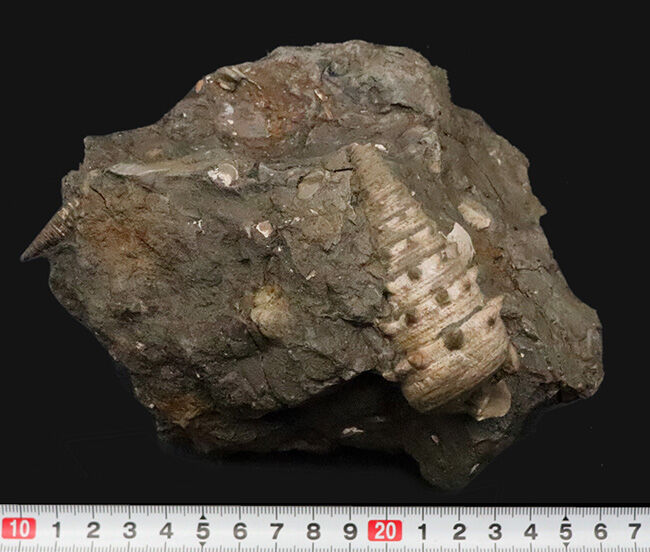 7.5cm級の大型個体！結節（トゲ）の保存状態も抜群！ヤマトビカリア（Vicarya callosa japonica Yabe et Hatai）の母岩付き標本（その9）