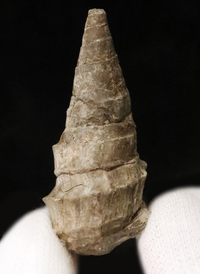 まさに古代の「ピサの斜塔」…約3000万年前に浅瀬に棲息していたイタリア産の腹足類化石、セリチウム（Cerithium）の化石（その1）
