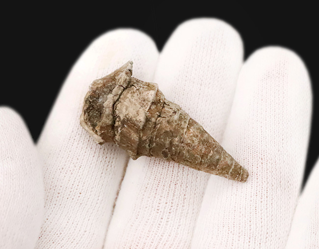 まさに古代の「ピサの斜塔」…約3000万年前に浅瀬に棲息していたイタリア産の腹足類化石、セリチウム（Cerithium）の化石（その2）