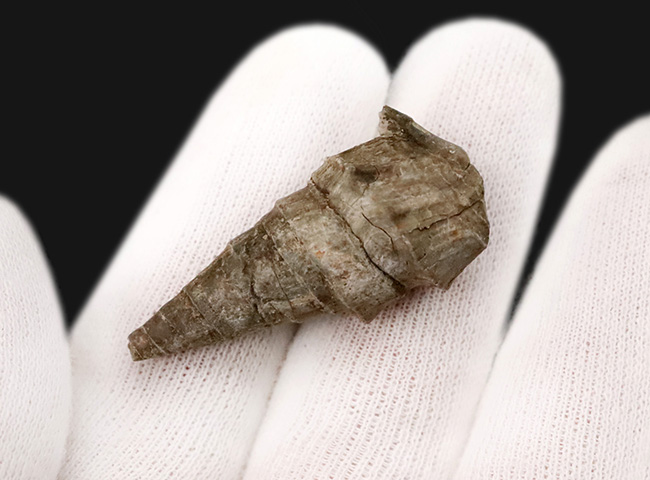 まさに古代の「ピサの斜塔」…約3000万年前に浅瀬に棲息していたイタリア産の腹足類化石、セリチウム（Cerithium）の化石（その3）