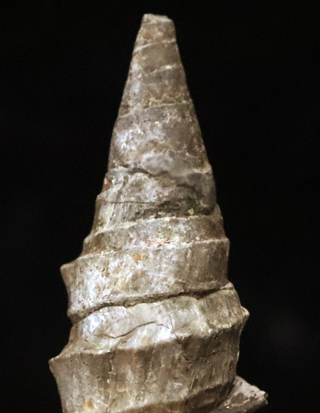 まさに古代の「ピサの斜塔」…約3000万年前に浅瀬に棲息していたイタリア産の腹足類化石、セリチウム（Cerithium）の化石（その4）