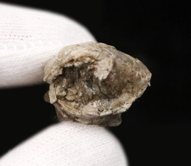 まさに古代の「ピサの斜塔」…約3000万年前に浅瀬に棲息していたイタリア産の腹足類化石、セリチウム（Cerithium）の化石（その5）