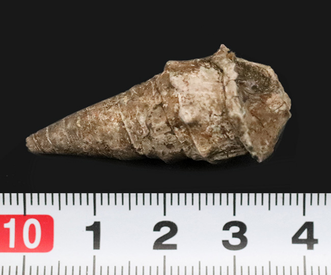 まさに古代の「ピサの斜塔」…約3000万年前に浅瀬に棲息していたイタリア産の腹足類化石、セリチウム（Cerithium）の化石（その6）
