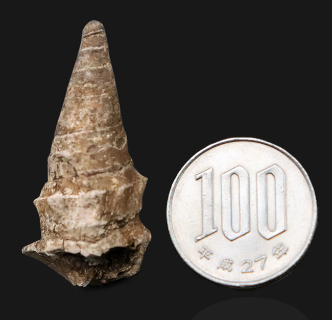 まさに古代の「ピサの斜塔」…約3000万年前に浅瀬に棲息していたイタリア産の腹足類化石、セリチウム（Cerithium）の化石（その7）