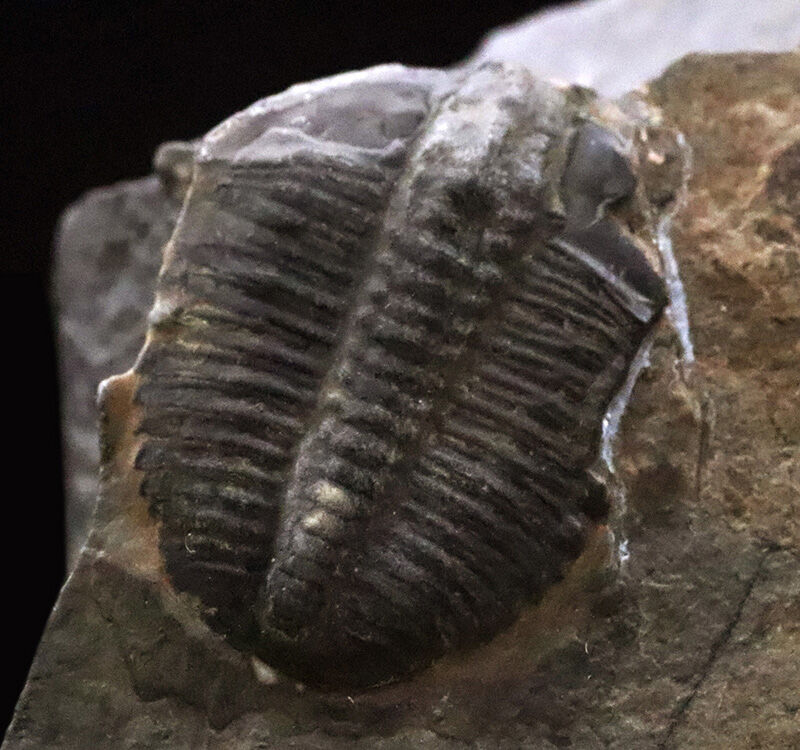 ネイティブアメリカンのお守りにもなった5億年前の三葉虫、エルラシア・キンギ（Elrathia kingii）の母岩付き標本（その2）