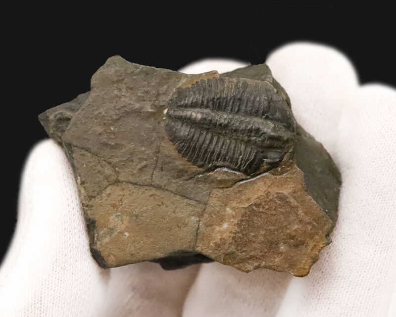 ネイティブアメリカンのお守りにもなった5億年前の三葉虫、エルラシア・キンギ（Elrathia kingii）の母岩付き標本（その3）