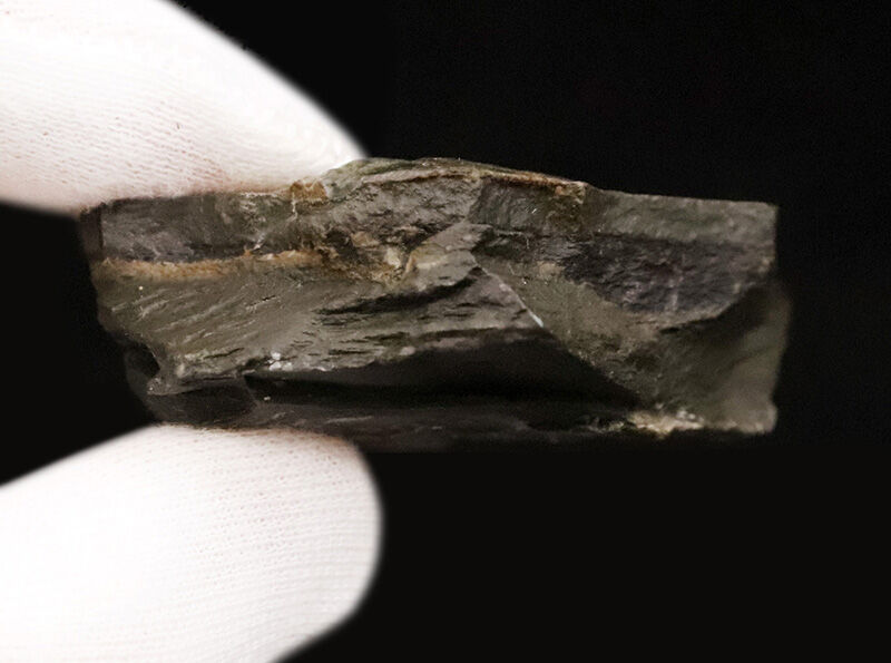 ネイティブアメリカンのお守りにもなった5億年前の三葉虫、エルラシア・キンギ（Elrathia kingii）の母岩付き標本（その5）