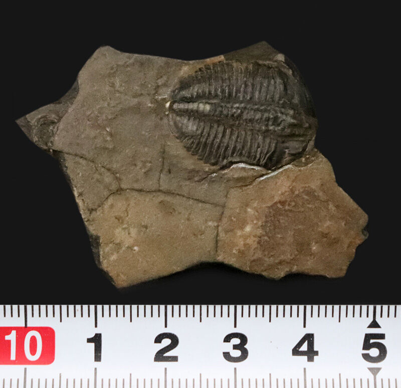 ネイティブアメリカンのお守りにもなった5億年前の三葉虫、エルラシア・キンギ（Elrathia kingii）の母岩付き標本（その6）