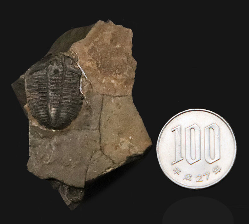 ネイティブアメリカンのお守りにもなった5億年前の三葉虫、エルラシア・キンギ（Elrathia kingii）の母岩付き標本（その7）