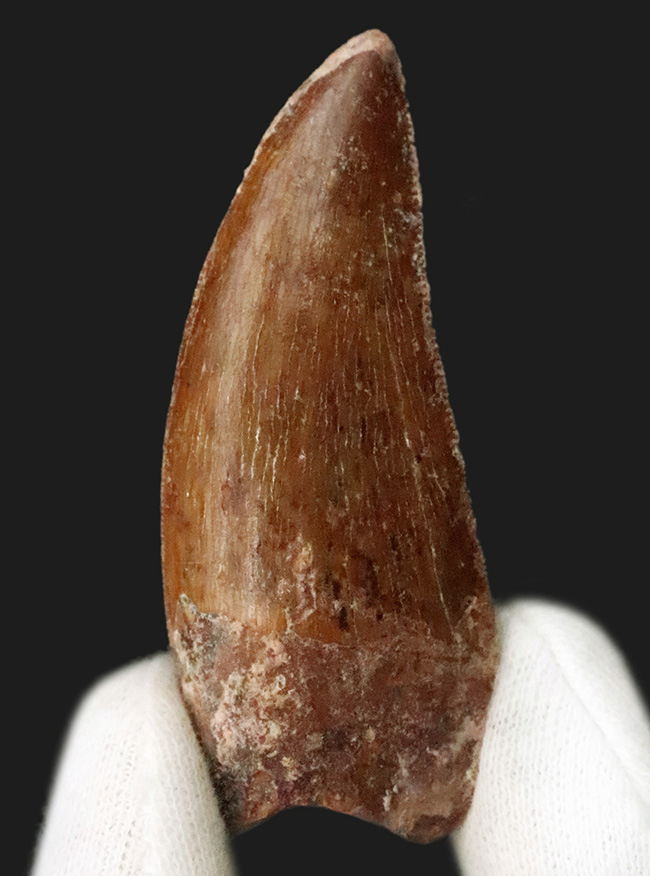 化石セブンが自信をもっておすすめする、厳選コレクショングレード標本、美形、カルカロドントサウルス（Carcharodontosaurus saharicus）の歯化石（その1）