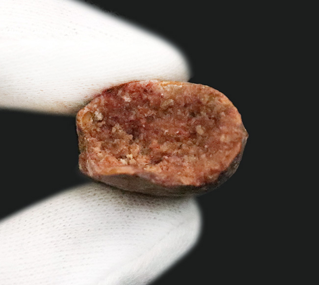 化石セブンが自信をもっておすすめする、厳選コレクショングレード標本、美形、カルカロドントサウルス（Carcharodontosaurus saharicus）の歯化石（その10）