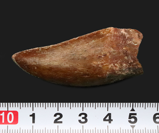 化石セブンが自信をもっておすすめする、厳選コレクショングレード標本、美形、カルカロドントサウルス（Carcharodontosaurus saharicus）の歯化石（その11）