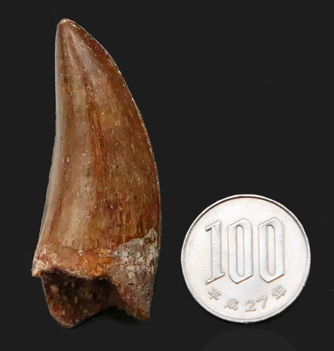 化石セブンが自信をもっておすすめする、厳選コレクショングレード標本、美形、カルカロドントサウルス（Carcharodontosaurus saharicus）の歯化石（その12）