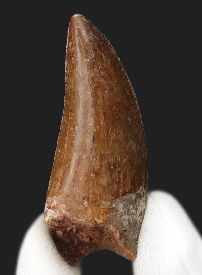 化石セブンが自信をもっておすすめする、厳選コレクショングレード標本、美形、カルカロドントサウルス（Carcharodontosaurus saharicus）の歯化石（その2）