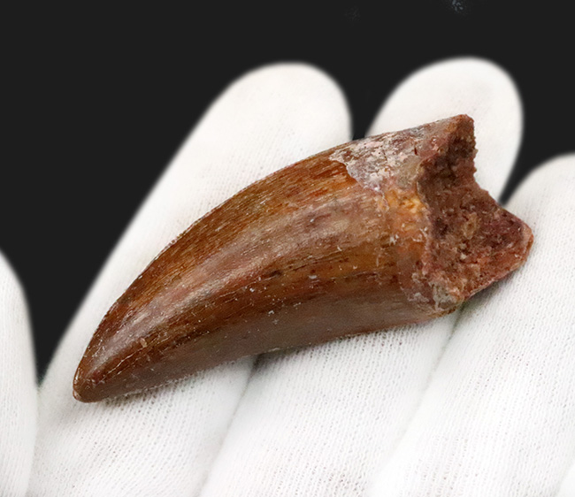 化石セブンが自信をもっておすすめする、厳選コレクショングレード標本、美形、カルカロドントサウルス（Carcharodontosaurus saharicus）の歯化石（その3）