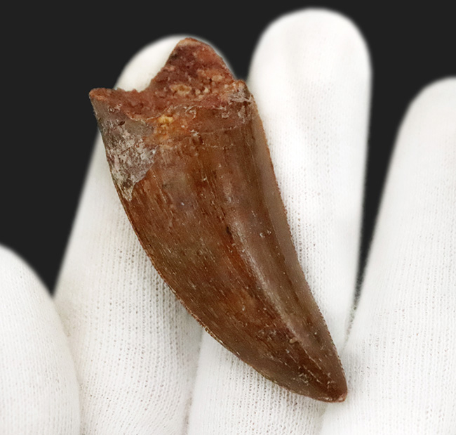 化石セブンが自信をもっておすすめする、厳選コレクショングレード標本、美形、カルカロドントサウルス（Carcharodontosaurus saharicus）の歯化石（その4）