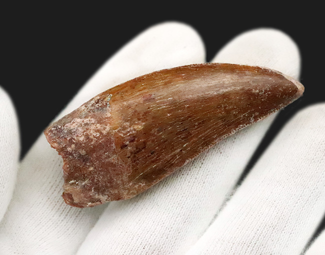 化石セブンが自信をもっておすすめする、厳選コレクショングレード標本、美形、カルカロドントサウルス（Carcharodontosaurus saharicus）の歯化石（その5）